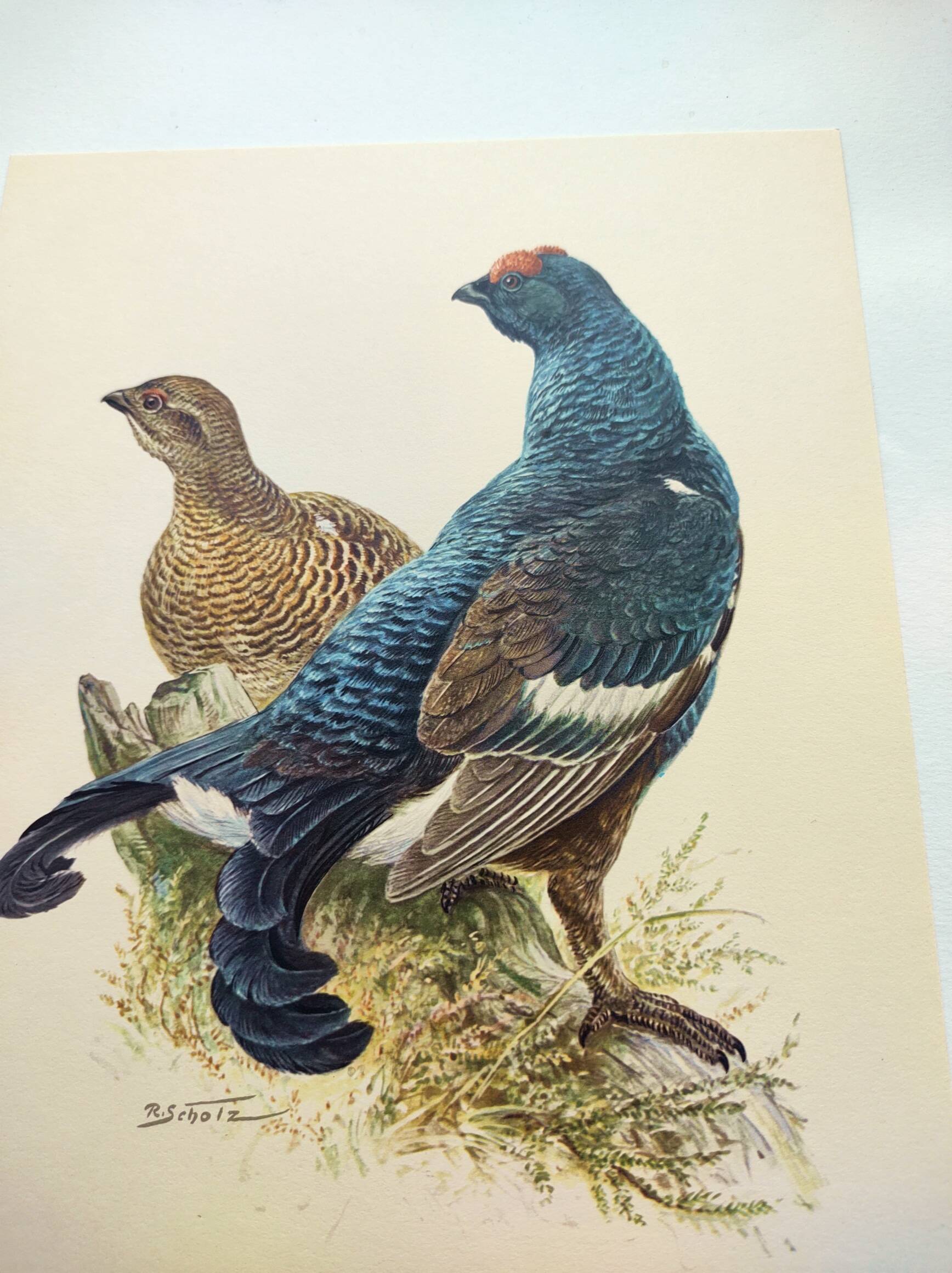 Old bird plate from the 1960s - Black Grouse - Vintage zoological illustration