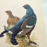 Old bird plate from the 1960s - Black Grouse - Vintage zoological illustration