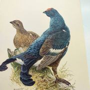 Old bird plate from the 1960s - Black Grouse - Vintage zoological illustration