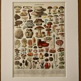 Lithograph on mushrooms (Lenzite flaccid) - 1900