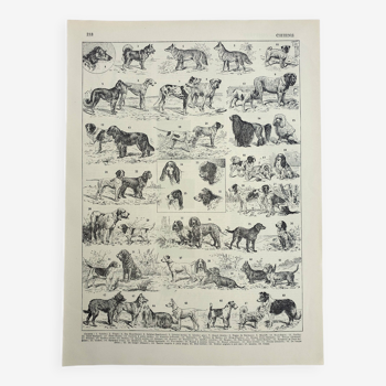 Gravure ancienne 1928, Chien, races, berger, canin, dressage • Lithographie, Planche originale