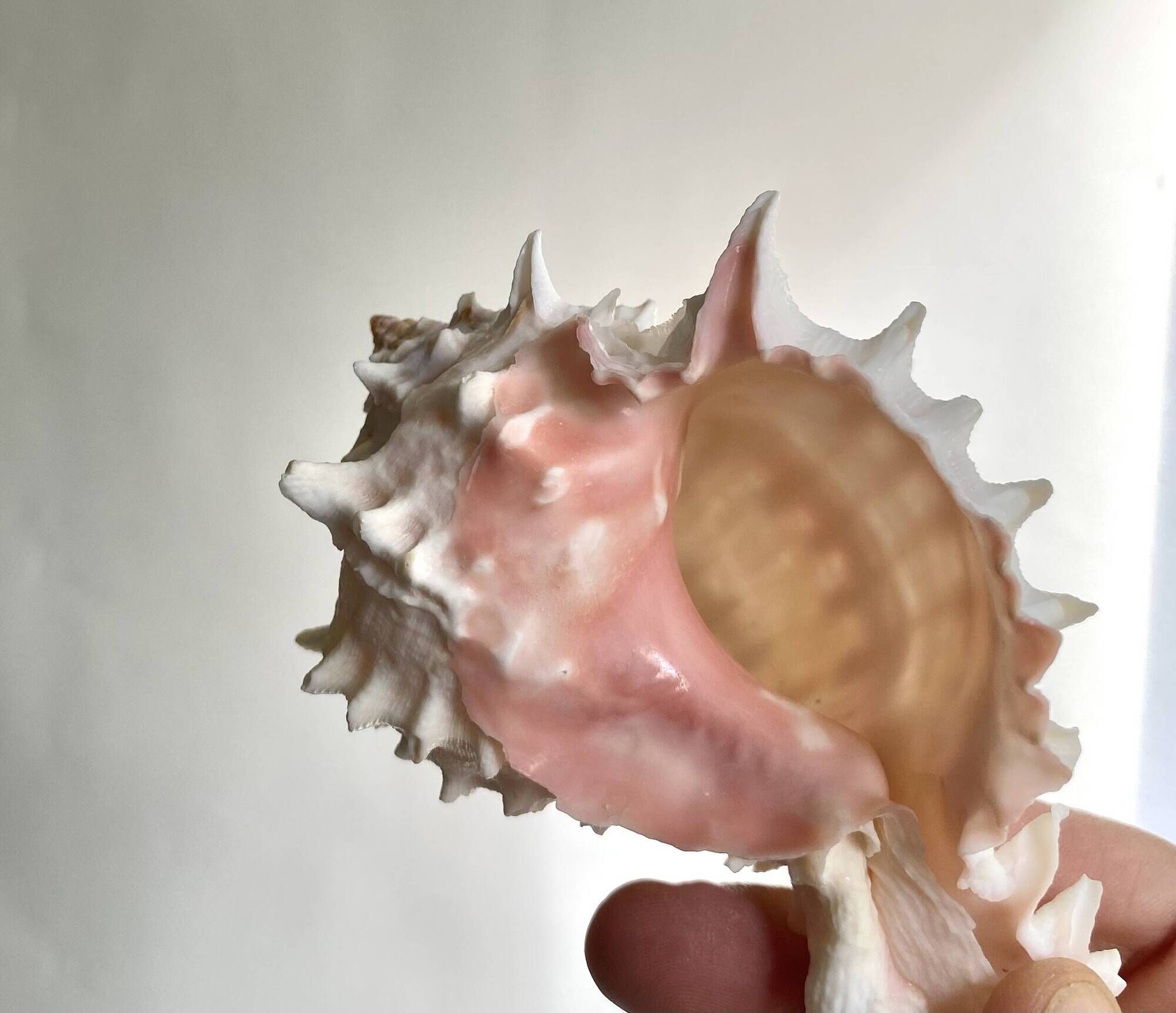 Set Murex Rameux shells