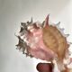 Set Murex Rameux shells