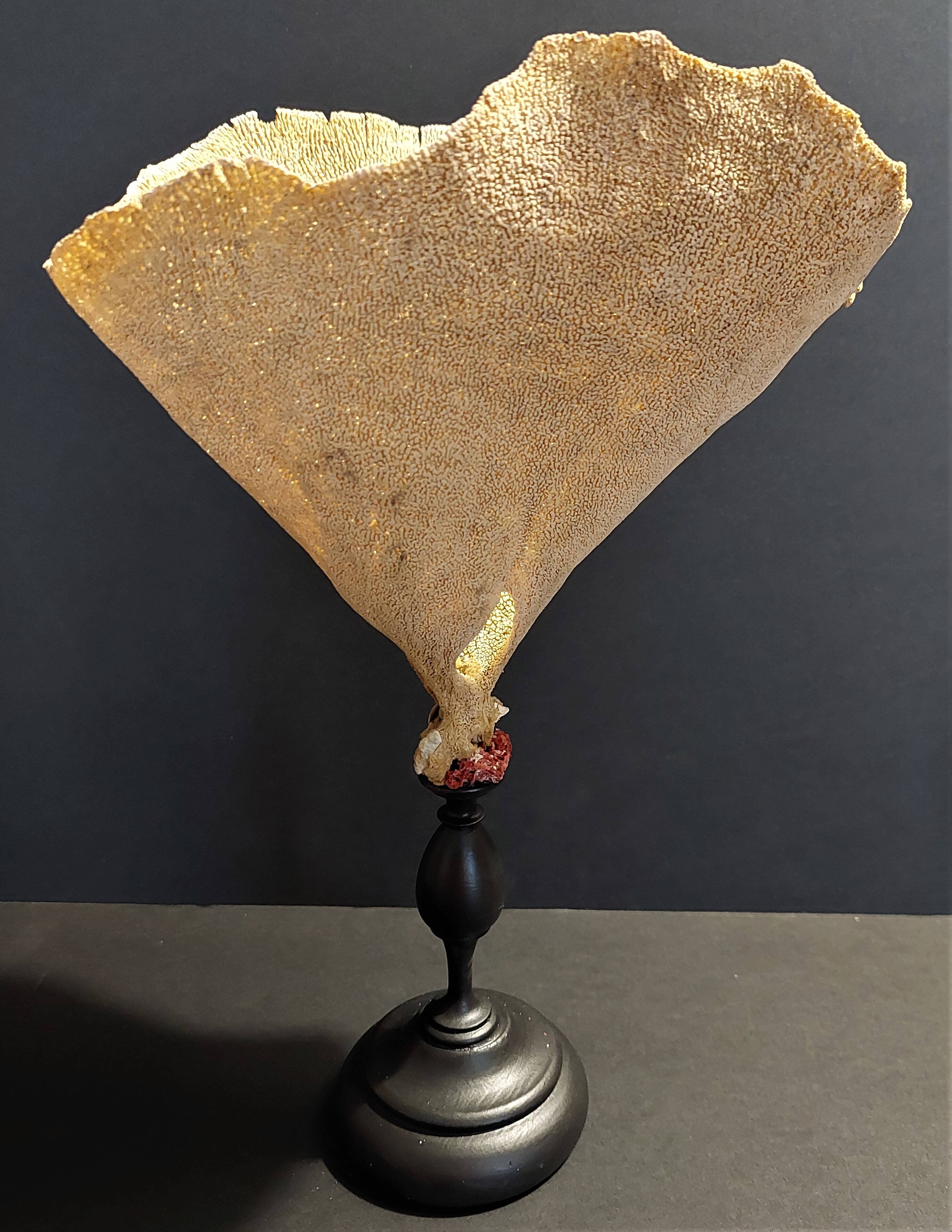 Cabinet of Curiosities sponge cut carteriospongia foliascens on base