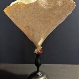 Cabinet of Curiosities sponge cut carteriospongia foliascens on base