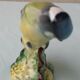 Oiseau mésange en céramique