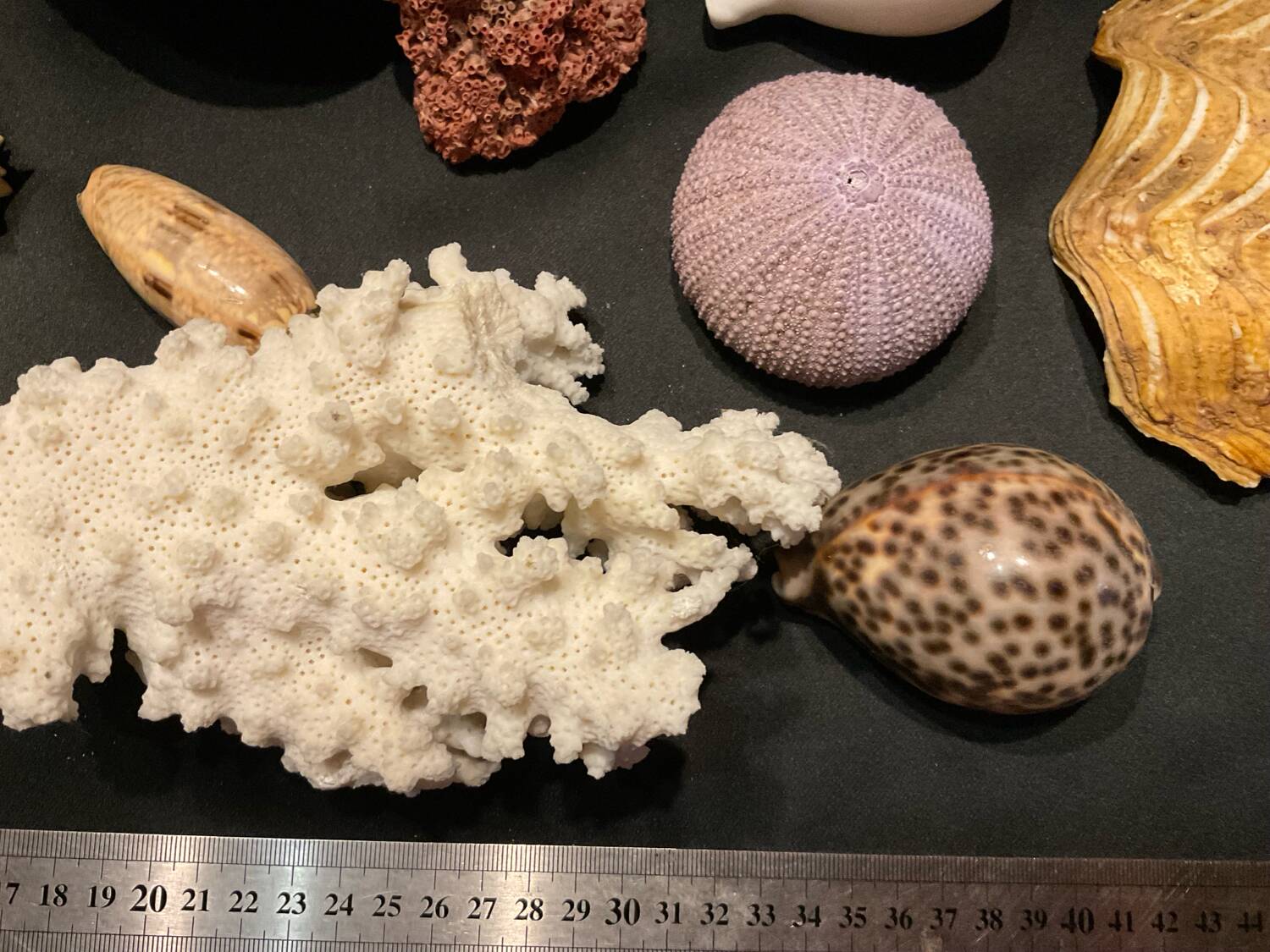 Shell collection