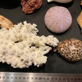 Shell collection