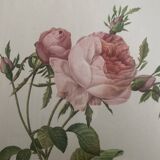 Lithographie Rose Redouté