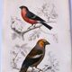 Antique engraving from 1849. Bullfinch and Grosbeak. Travies. Orbigny bird