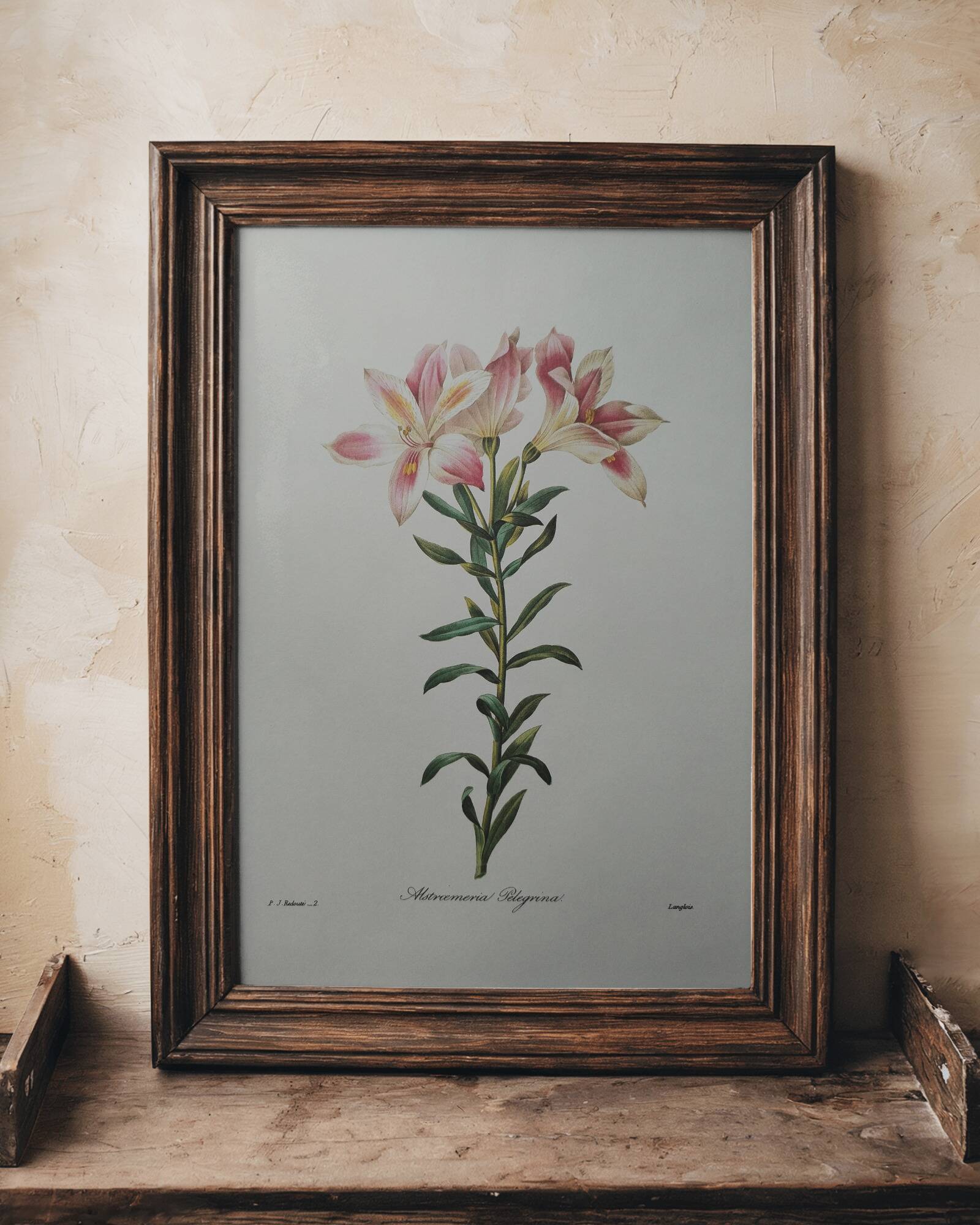 Planche illustrée originale Alstroemère pèlerine