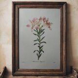 Planche illustrée originale Alstroemère pèlerine