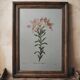 Original illustrated plate Alstroemeria pilgrim
