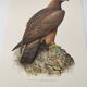 Illustration oiseau années 60 - Aigle Royal - Planche zoologique et ornithologique vintage