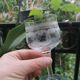 4 bohemian crystal glasses engraved