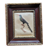 Painting on silk Scissors of paradise