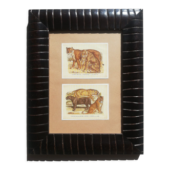 Reproductions vintage images epinal tigers, panthers under frame