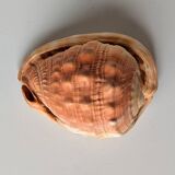 Red Helmet Shell or Bull's Mouth Helmet (Cypraecassis rufa)