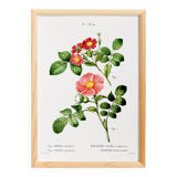 Poster about the Rosebush, based on an old engraving from 1802