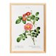 Poster about the Rosebush, based on an old engraving from 1802
