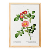 Poster about the Rosebush, based on an old engraving from 1802