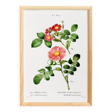 Poster about the Rosebush, based on an old engraving from 1802