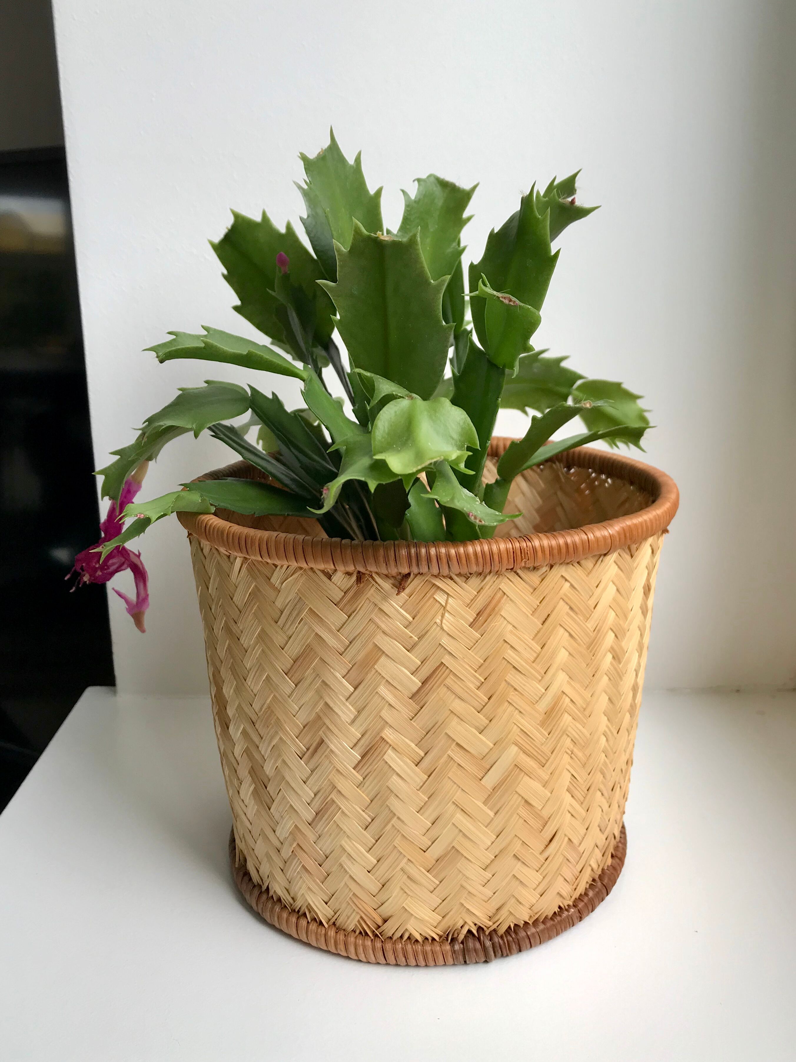 Rattan pot cover 70s