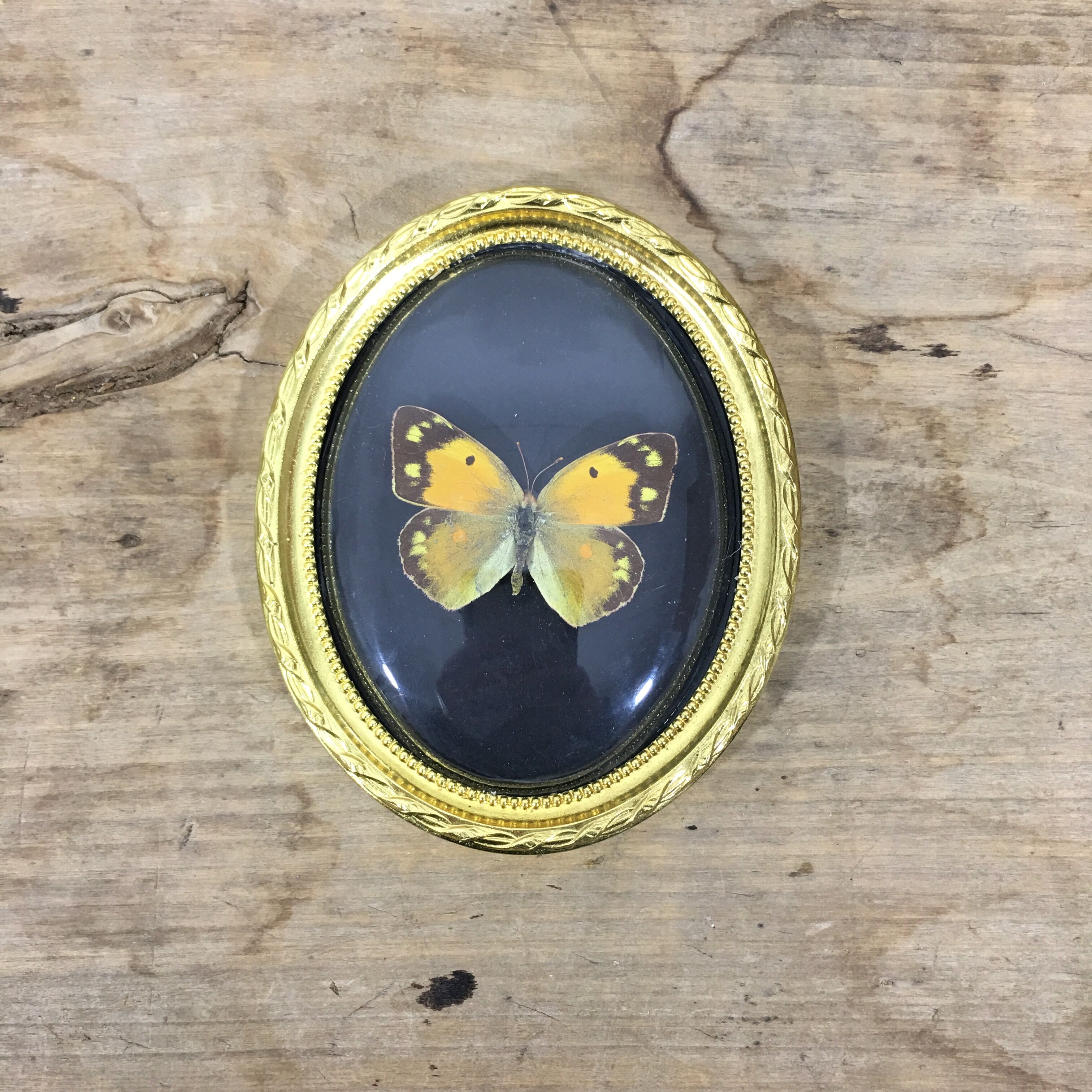 Frame Butterfly bomb