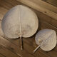 Palm leaf