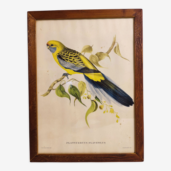 Gould Lithograph Enhanced Hand Parakeet
