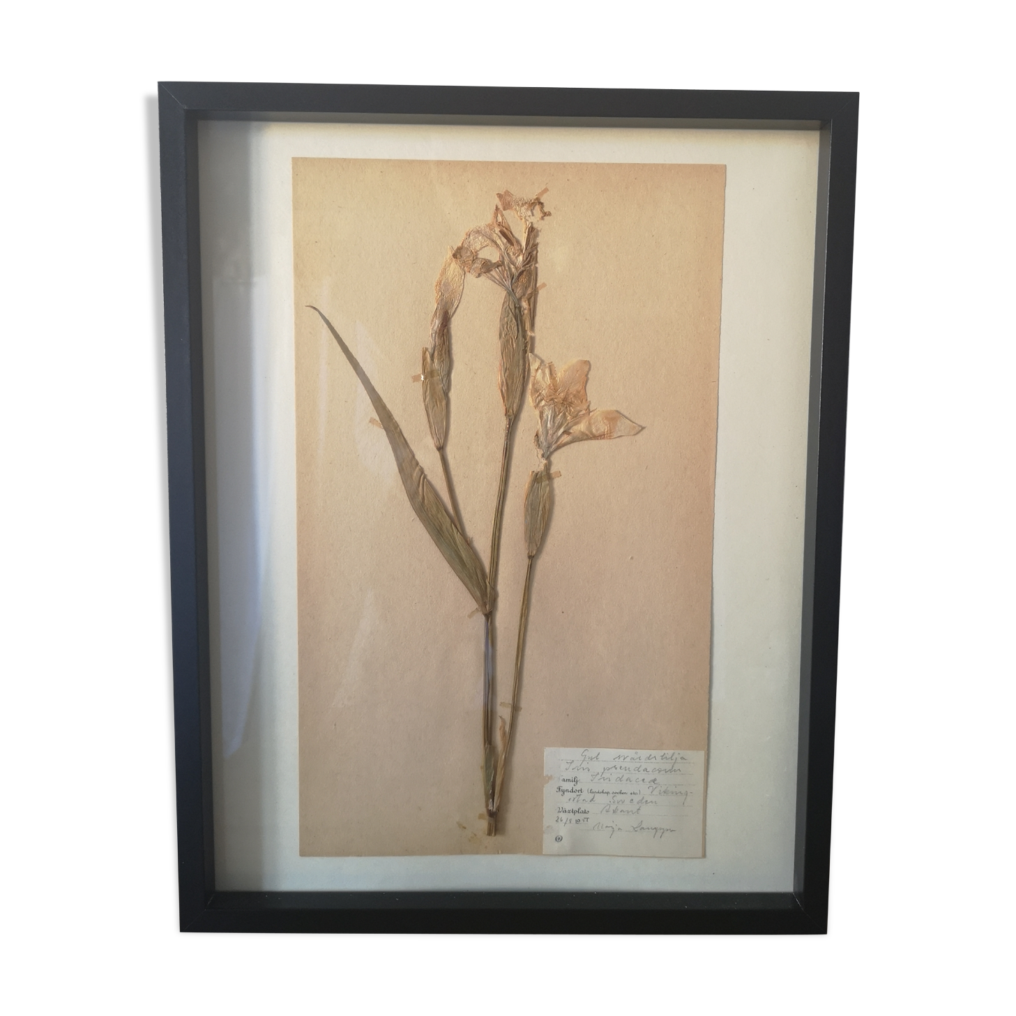 Old herbarium board framed