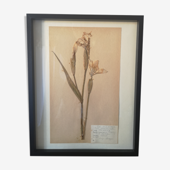 Old herbarium board framed