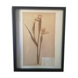 Old herbarium board framed
