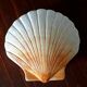 Ceramic shell 1960