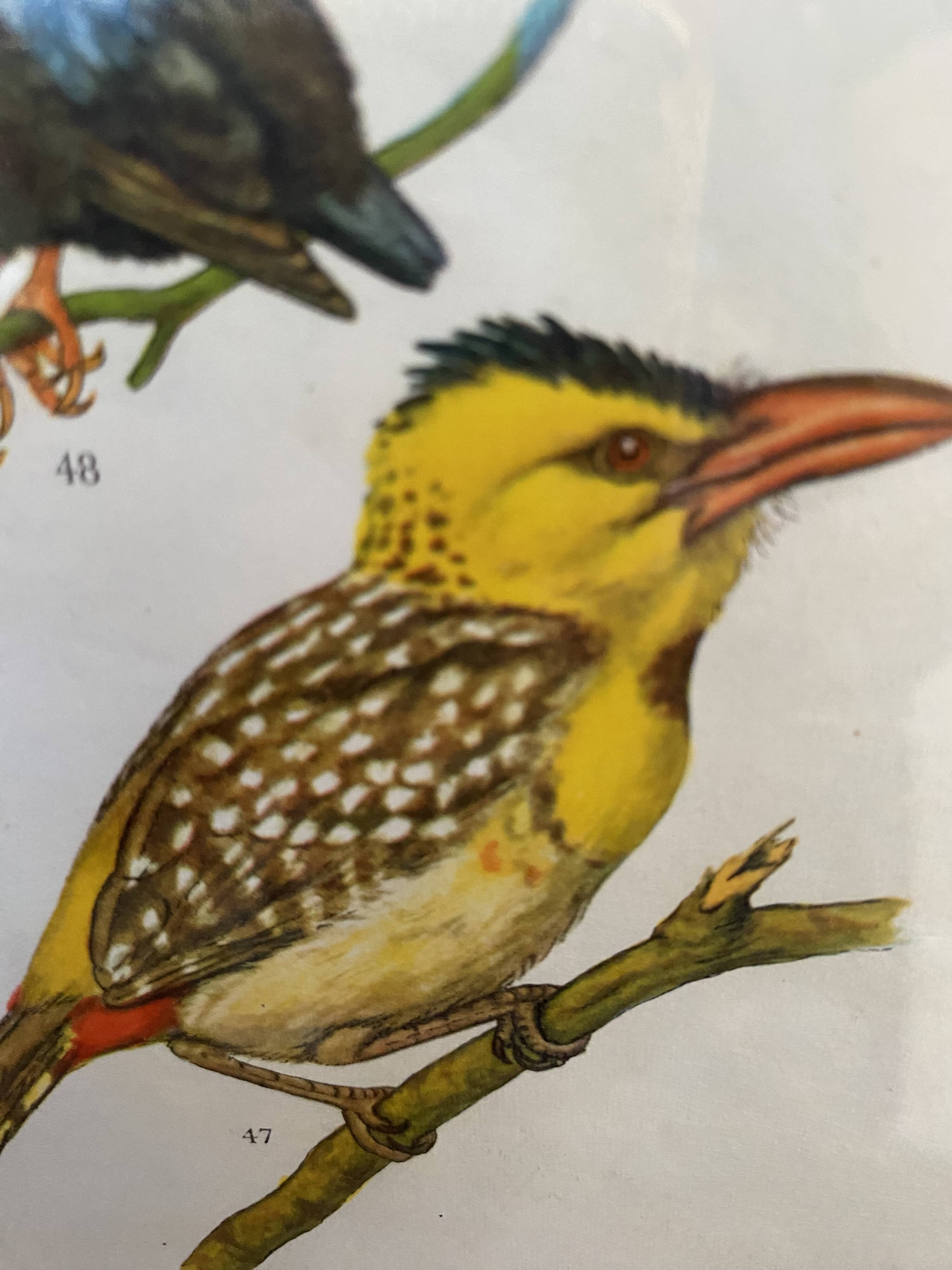 Ornithological frame “cage birds”.