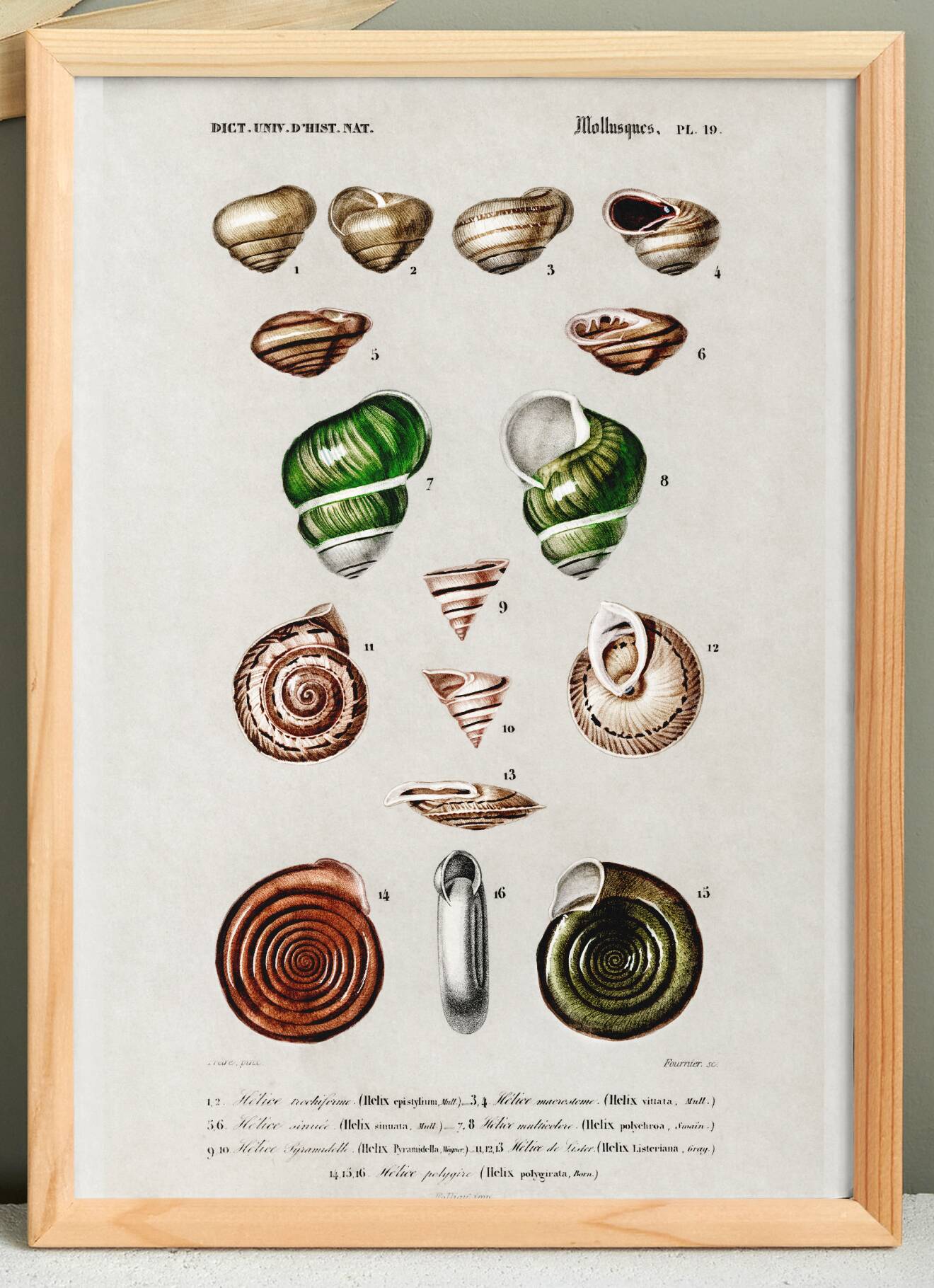 Poster about snails and shellfish, based on an old engraving