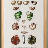 Poster about snails and shellfish, based on an old engraving