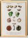 Affiche sur les escargots et coquillages, d’après une gravure ancienne