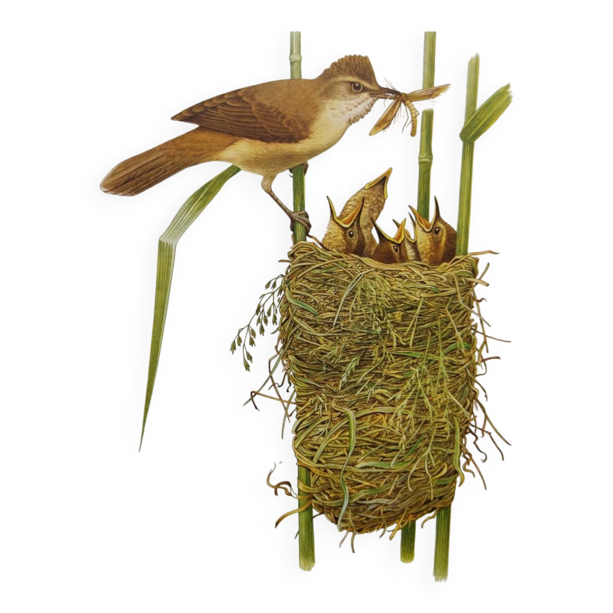 Old bird plate from the 1960s - Great Reed Warbler - Natural zoology illustration