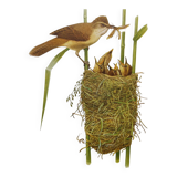 Old bird plate from the 1960s - Great Reed Warbler - Natural zoology illustration