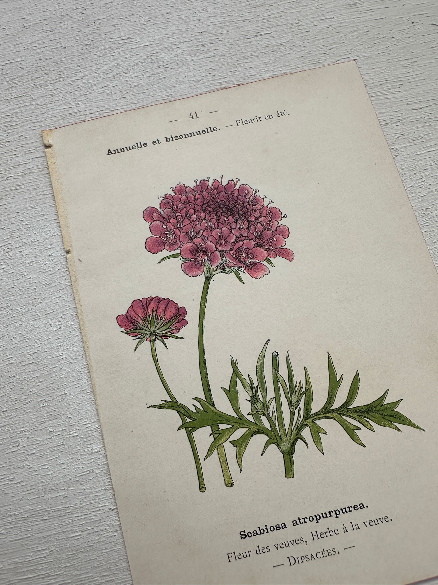 Botanical Plate 1800 Old naturalist engraving 19th century double-sided