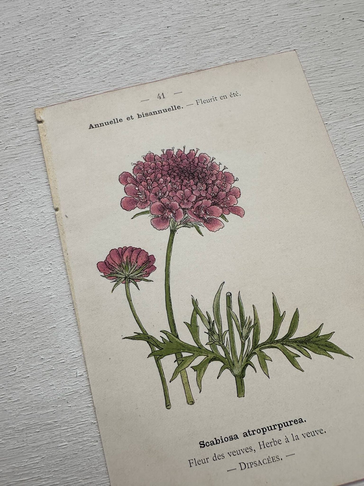Planche Botanique 1800 Gravure naturaliste ancienne 19eme recto verso