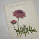 Botanical Plate 1800 Old naturalist engraving 19th century double-sided