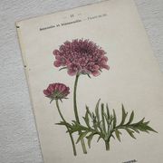 Planche Botanique 1800 Gravure naturaliste ancienne 19eme recto verso