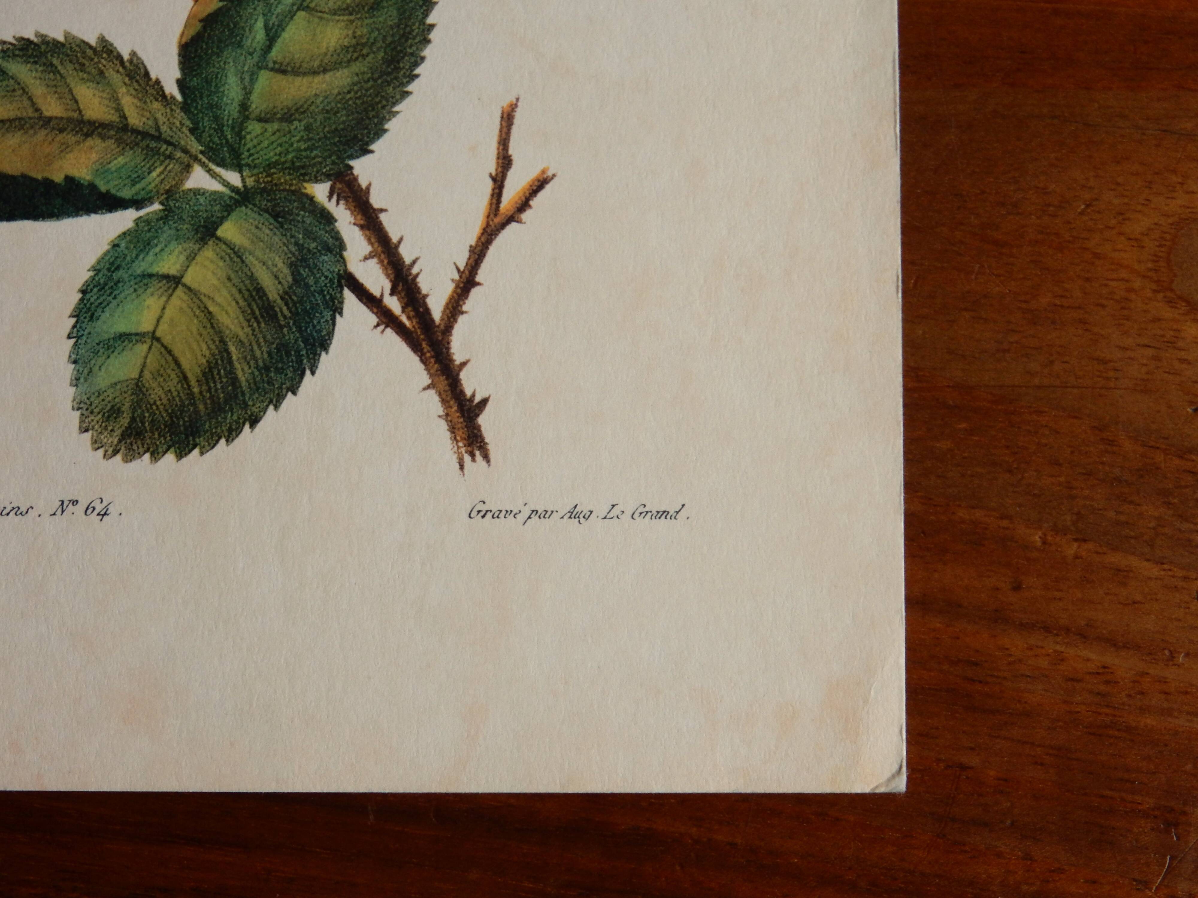 Ancienne planche botanique de rose vintage années 60