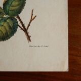 Ancienne planche botanique de rose vintage années 60