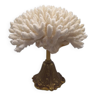 Acropora white coral on brass base