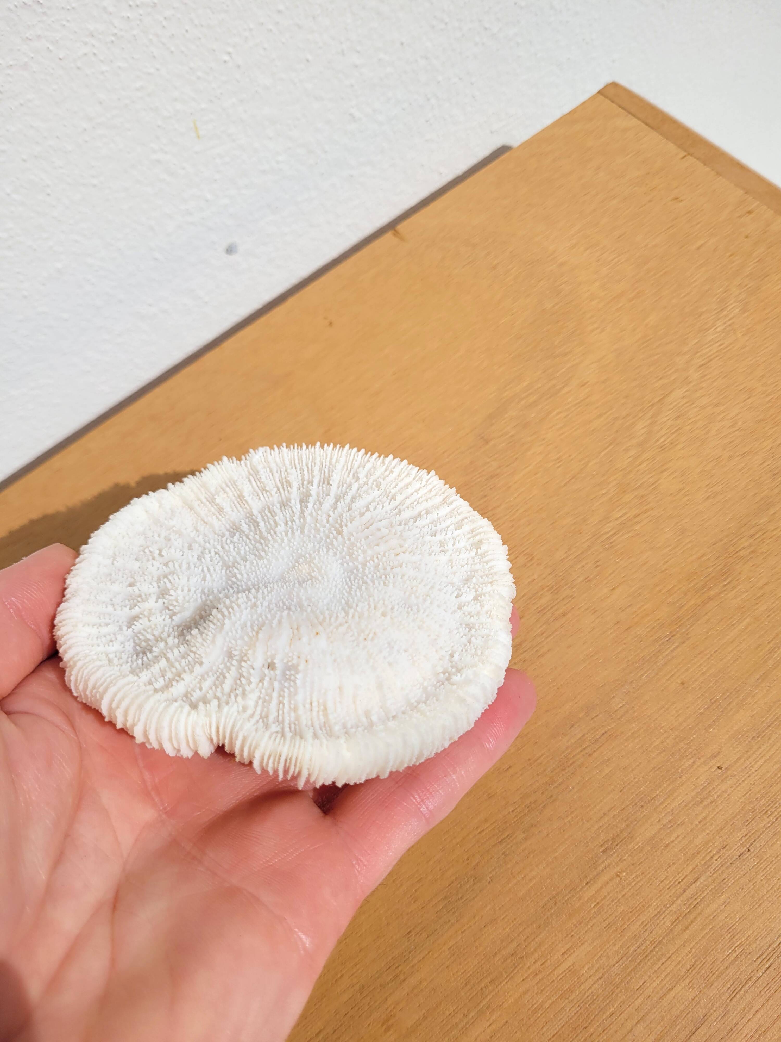 Ancient Coral Fungia or Shark Cushion