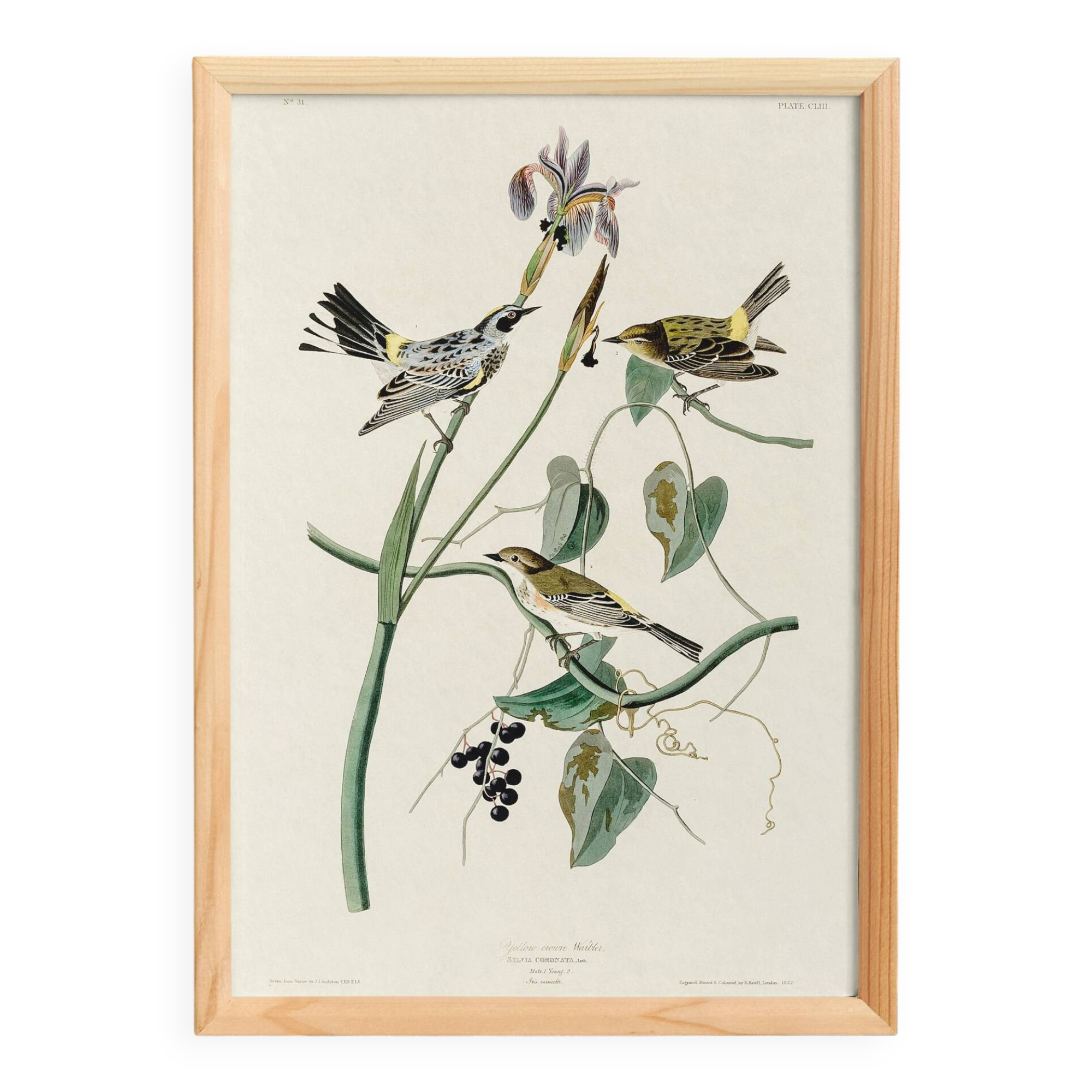 Poster of the Yellow-rumped Warbler, after an old engraving