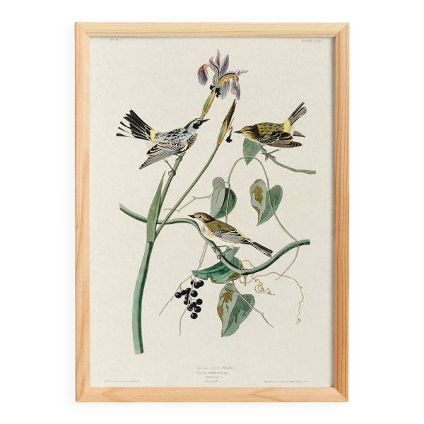 Affiche sur la Paruline à croupion jaune, d’après une gravure ancienne